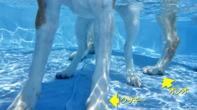 【7月の4連休 Day3:ワン友さんが遊びに来てくれました(人だけでワンズはお留守番)】