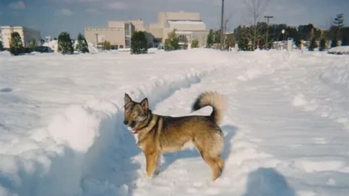 1月11日・・・恒例「犬の日」