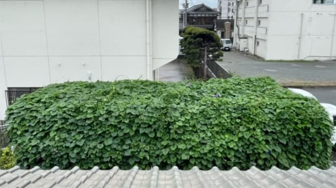 グリーンカーテン