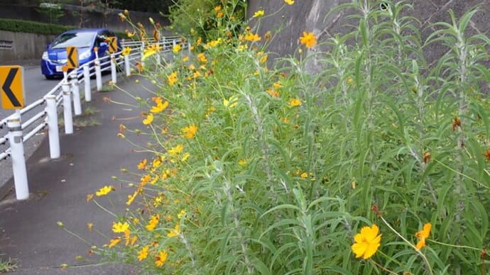 今日の植物観察と剪定