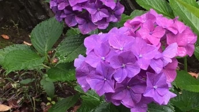 本場タイの味で野菜スープ☆紫陽花