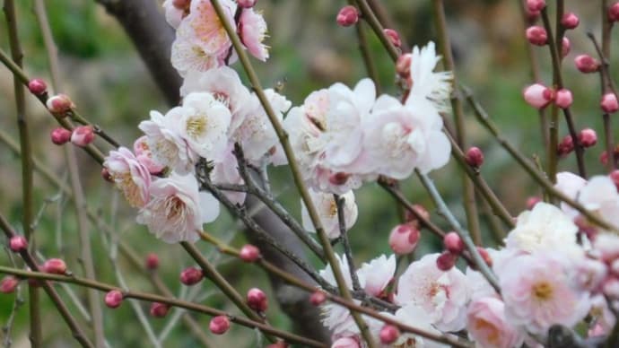 偕楽園の梅開花情報４１０本　一流、酈懸梅、関の守も咲きました。