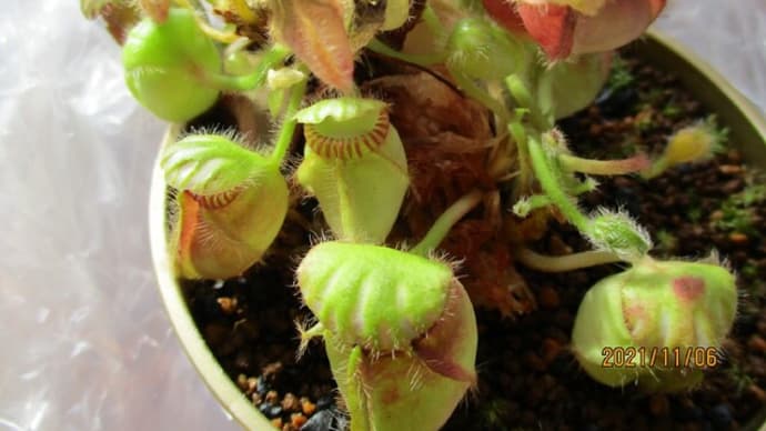 2021秋☆植替え失敗かもなセファロタス