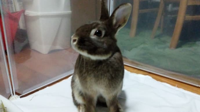 うさぎの保護宅はじめました。
