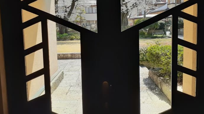 明日館の廊下・教室から観る桜