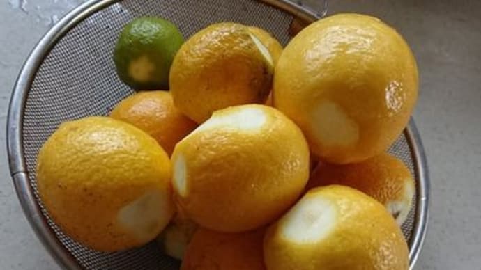 今日はレモンの砂糖漬け他