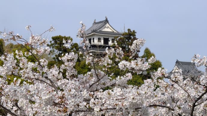春の城攻め ②-12 中津城 本丸 桜