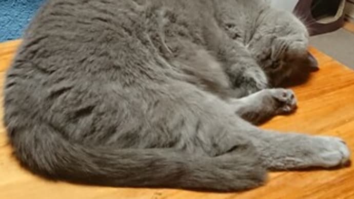 暑くても丸まって寝る猫