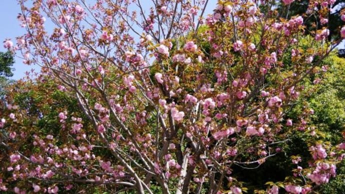 2025年 4月15日(火)の「皇居東御苑」(3)
