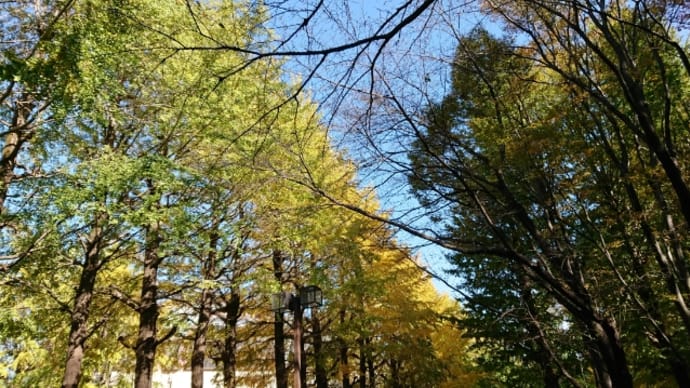 フラレッスン♪本日もフラ日和☀