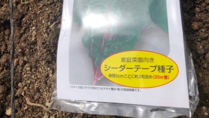 土地の有効活用をしてホウレンソウを蒔く
