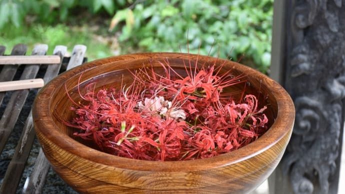 曼殊沙華狩り 神奈川県横浜市港北区 茅葺きと花の寺:西方寺(3)曼殊沙華の花手水