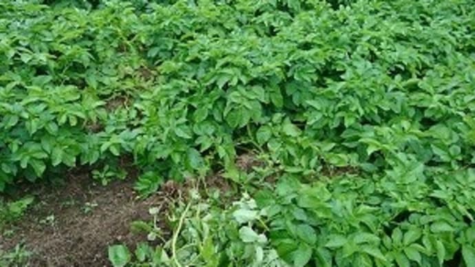 じゃが芋の試し掘り