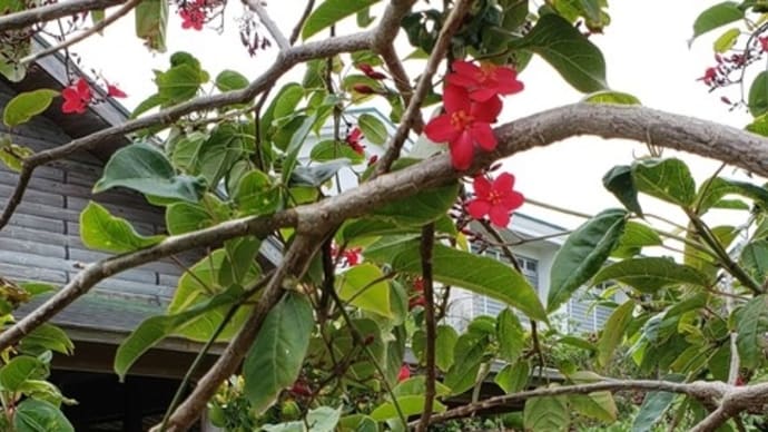 愛園作業