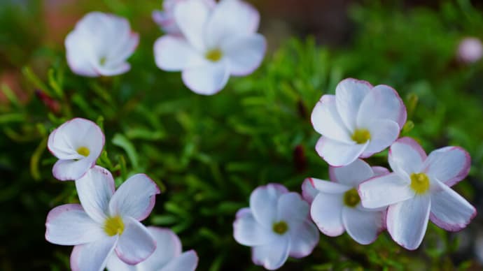 ●我が家の2月の花(8) オキザリス・パーシーカラーが開花 バイカオウレン