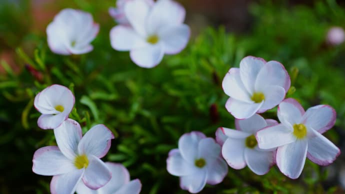 ●我が家の２月の花（8）　　オキザリス・パーシーカラーが開花　　バイカオウレン