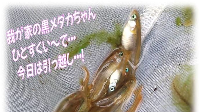 メダカ里親探し、🐟我が家の黒メダカ偶然の💘里親見つかりました!&京都納豆~