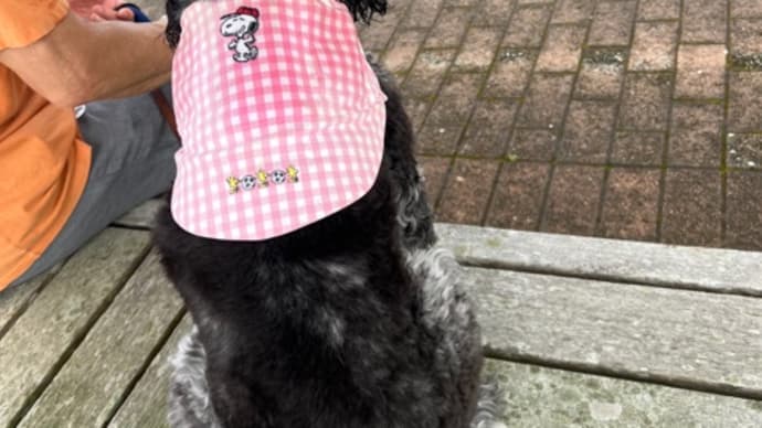 今日も暑い、ベス🐕🦺の散歩はサマースタイル