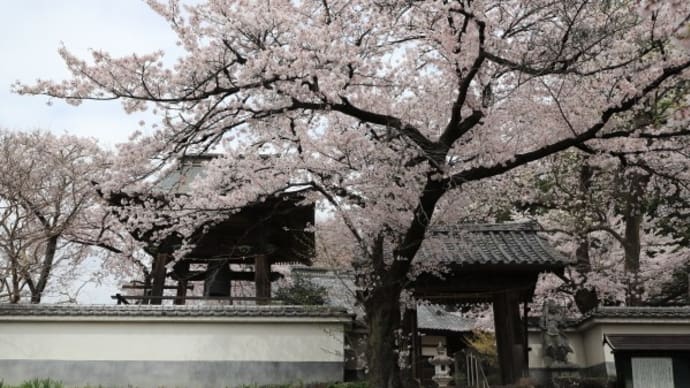 珊瑚寺の桜2021