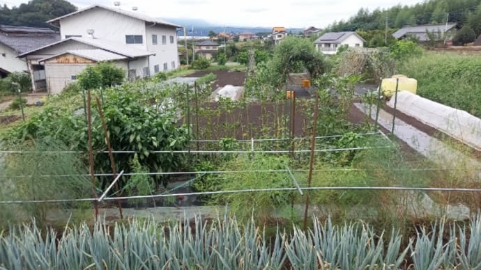 実家の畑で農作業