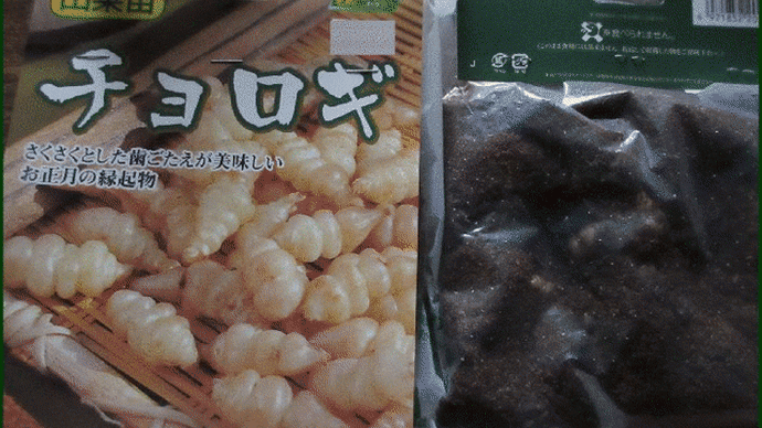 「チョロギ」の種塊茎の植え付け作業を、今年は3月19日の午後から行って・・・