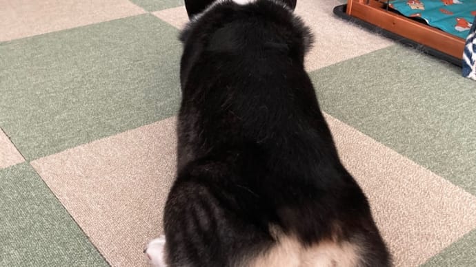 20230712の猫たちと時々犬