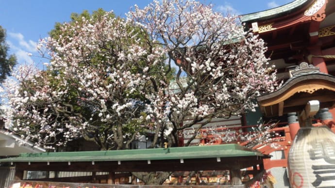 東京の下町は春が来ています