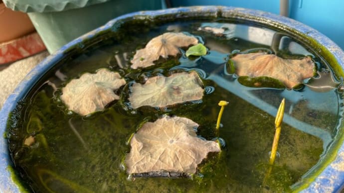 サカマキガイの産卵ラッシュ