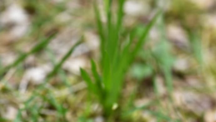 我が家の庭の小さな花たち(その九、最終回。庭石菖)
