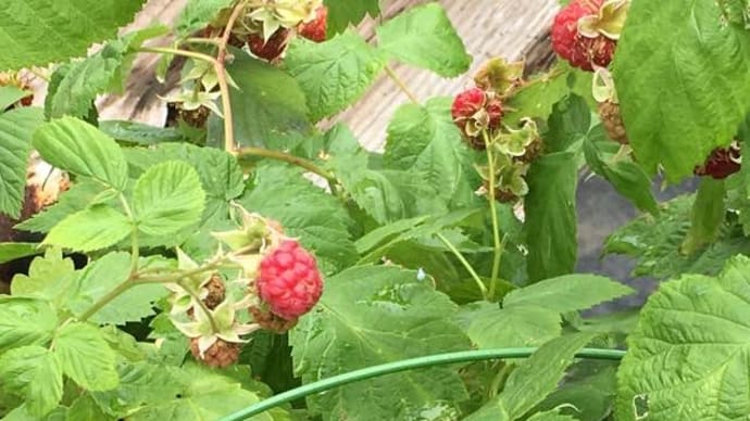 ロキソニン効果なのかな〜〜助かるわ〜〜