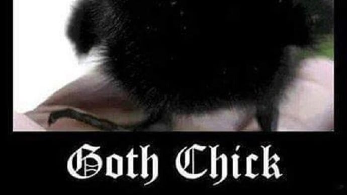 Goth Girls Or Baby Goth Chickens? 😀😃😄😁😆😅😂🤣😈👻💀☠️🤟🤘👌🧛♀️🧛♂️🦇🐤🐣🐥🐔🐓⚰️⚱️🪦