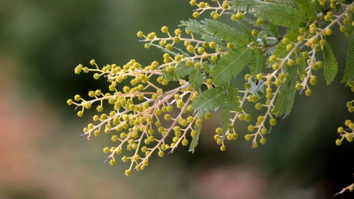 花の広場はこんなところだ!~宇治市植物公園2022/2中旬(4)