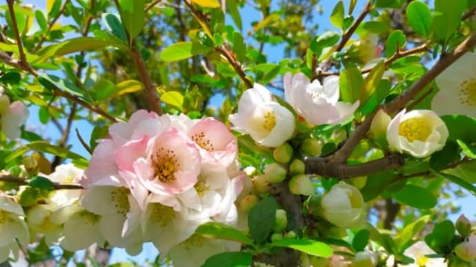 .木瓜の花