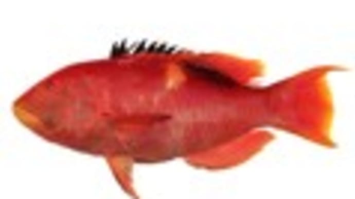 タキベラ