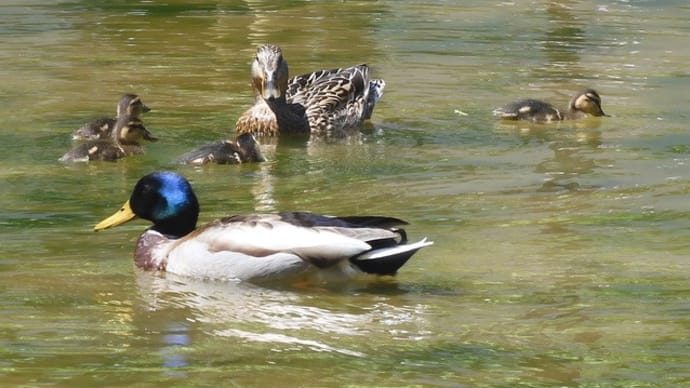 中村公園の池