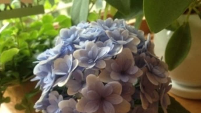 紫陽花
