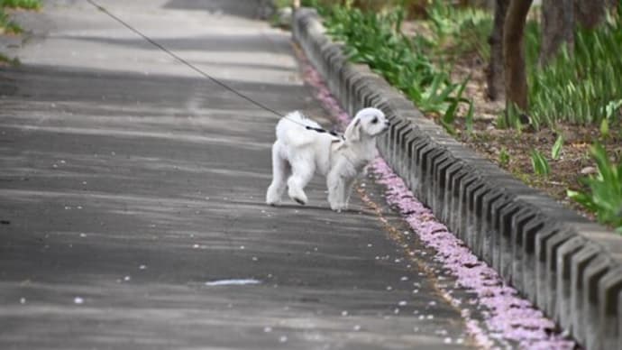 春の写展 「花のあと」