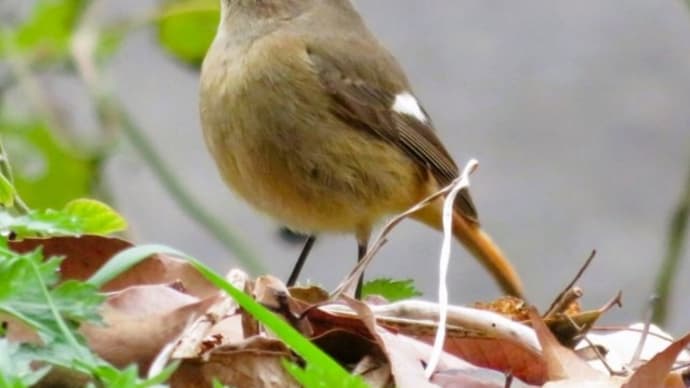 Daurian redstart