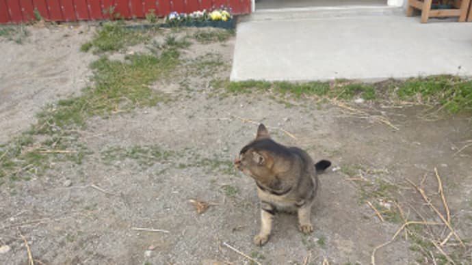まきば便り「27」猫と馬