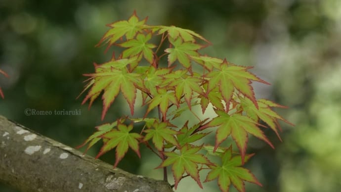 新緑と白い花々