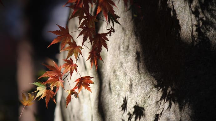 刻む秋影、紅葉点景