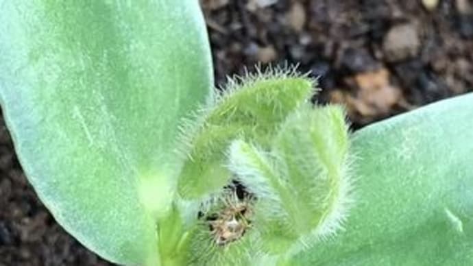 えだまめの摘芯断根栽培ーその後