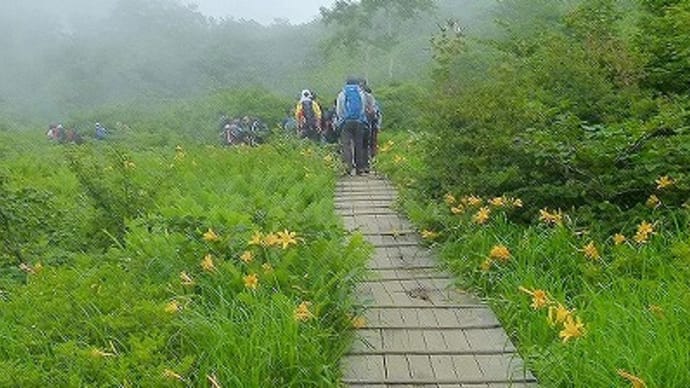 白馬五竜スキー場・・・遠見尾根で・・・山の花を見た