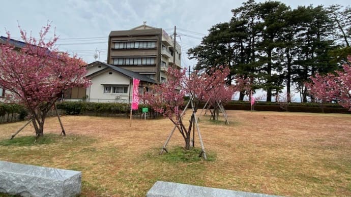 2022年2月14日　日本一早咲きの土肥桜！開花情報！西伊豆土肥温泉より発信！