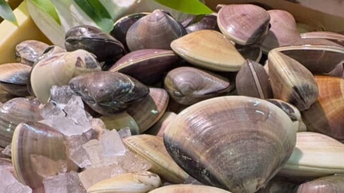 大チャンス!数量限定!本日はハマグリを食べ放題で大放出!!