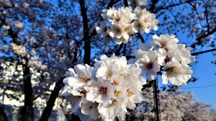 ２０２１・４・１　長野盆地は杏も桜も満開