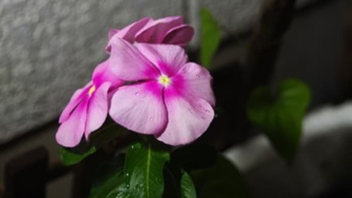 帰宅してにちにち草