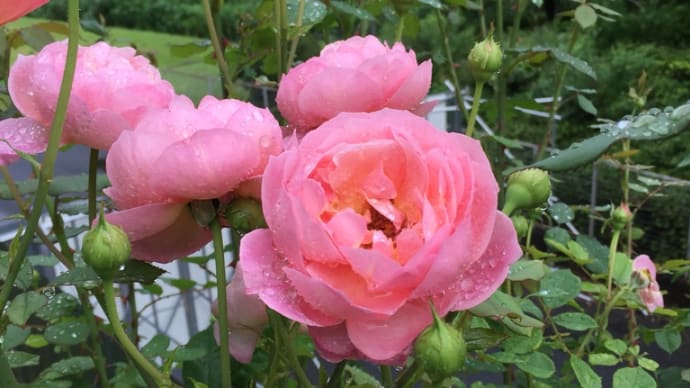 水戸市植物公園・1