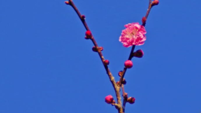 日本平梅園の梅の花