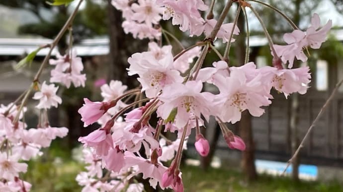桜が満開　信州木曽